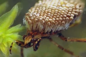 Bug In Bug