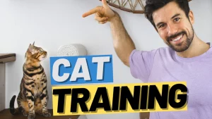 train your cat