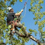 Tree Service