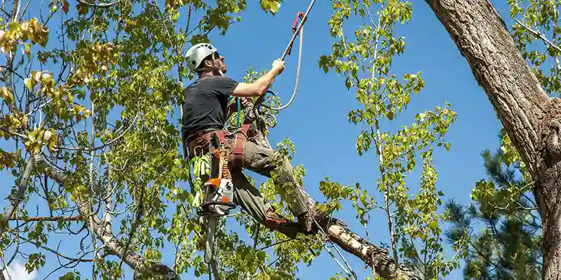 Tree Service