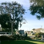 Tree Trimming In Orange County