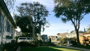 Tree Trimming In Orange County