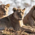 Big Cats Wife