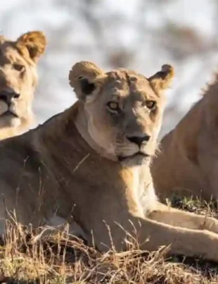 Big Cats Wife