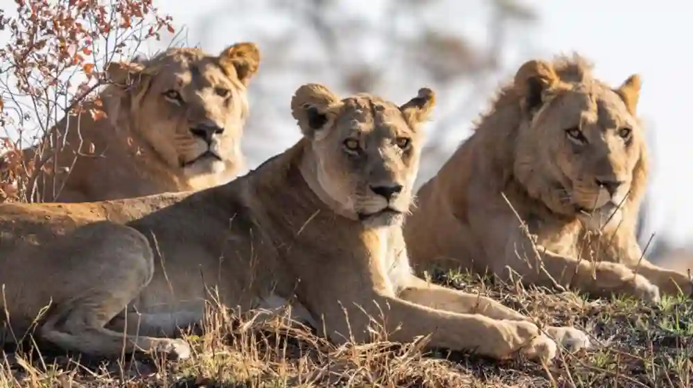 Big Cats Wife